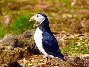 The Elliston Puffin Site