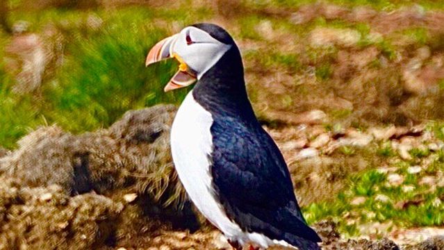 The Elliston Puffin Site