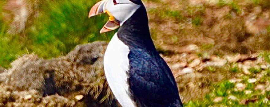 The Elliston Puffin Site