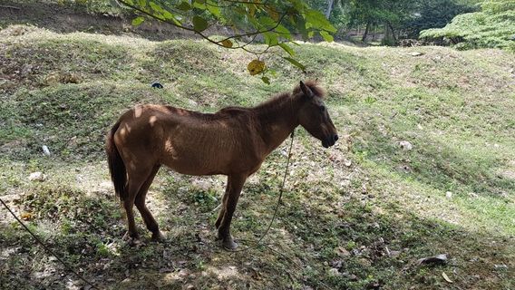 Zoocolate Thrills Theme Park