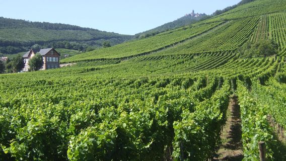 Domaine Allimant-Laugner