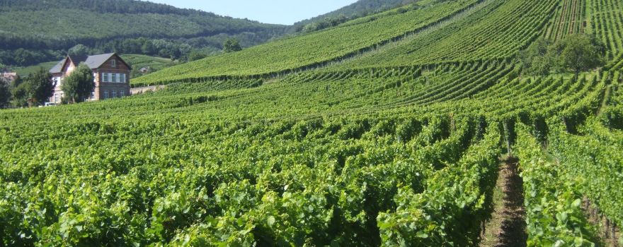 Domaine Allimant-Laugner