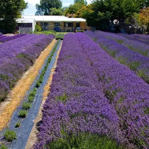 Lavender Fields