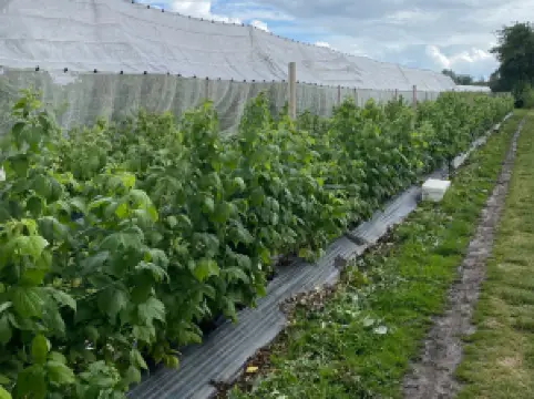 Karensminde Frugtplantage