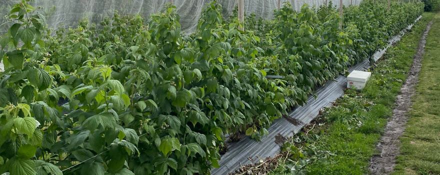 Karensminde Frugtplantage