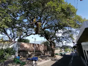 Tree Wailing / Esclavos