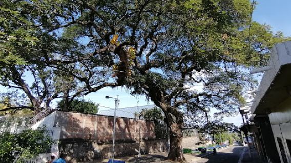 Tree Wailing / Esclavos
