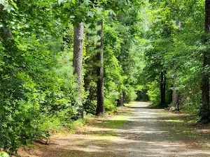 Hofmann Forest