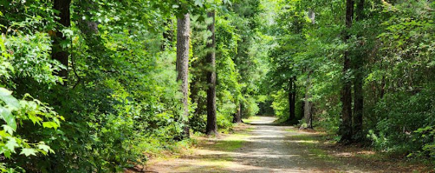 Hofmann Forest