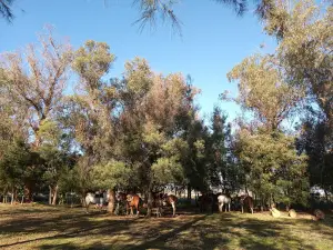 Cabalgatas del Indio