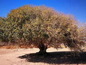 Tree of Al Buqayawiyya (The Blessed Tree)