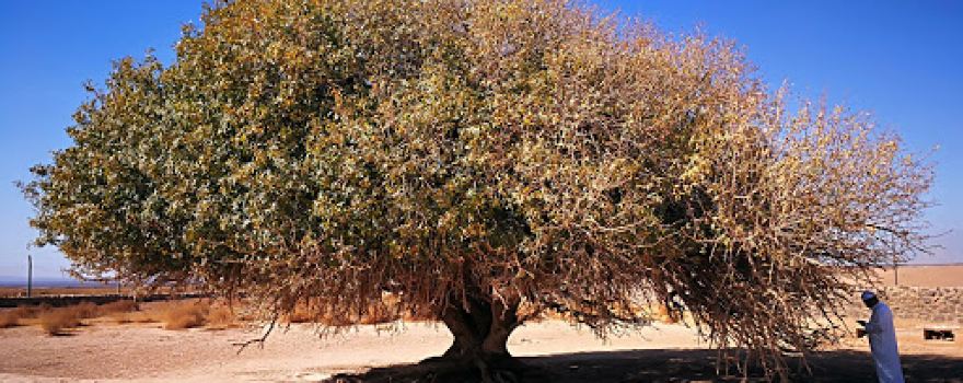 Tree of Al Buqayawiyya (The Blessed Tree)