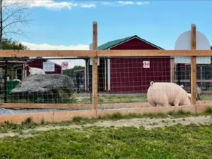 The Big Apple Petting Zoo