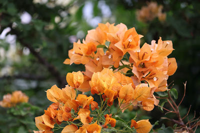 MOORELANDS BUSH NURSERY