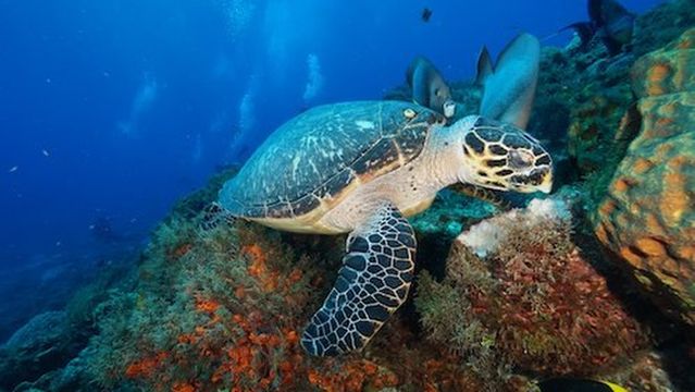 The Dive Machine Diving Playa Del Carmen