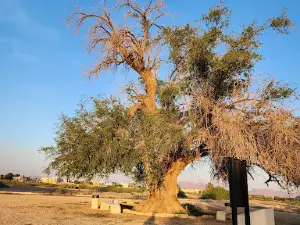 AlUkhdud Archaeological Site