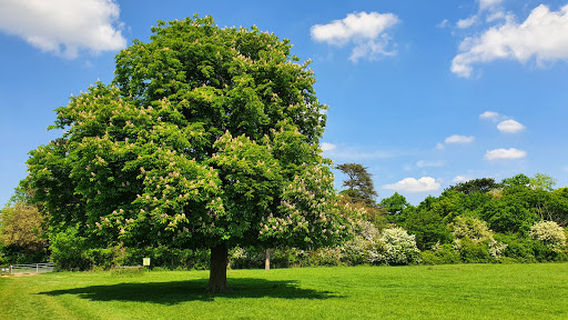 Park Wood