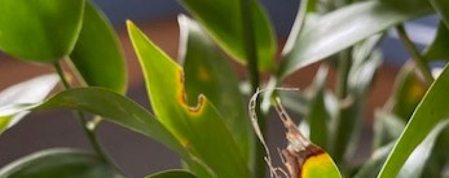 Emerald Plants
