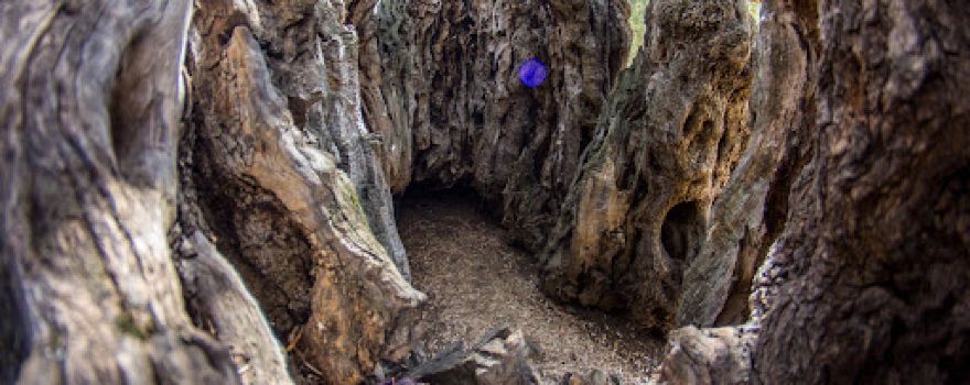 Giant olive tree