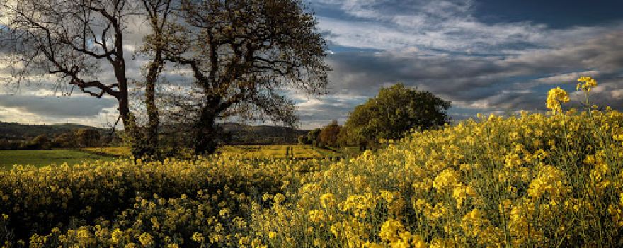 Harton Hollow Nature Reserve
