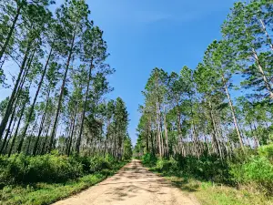Devils Hammock Wildlife Management Area