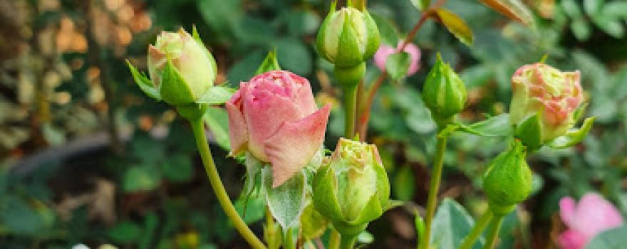 Vườn hoa và sân chiếu bóng Mai Sơn