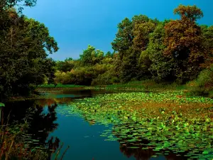 Gosudarstvennyy Prirodnyy Zapovednik "Bryanskiy Les"