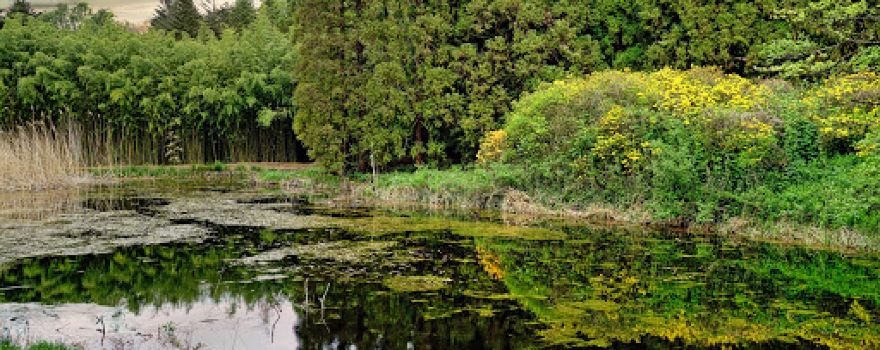 Jeli Arboretum Nature Reserve