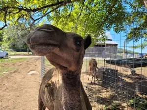 Dutch Country Safari Park