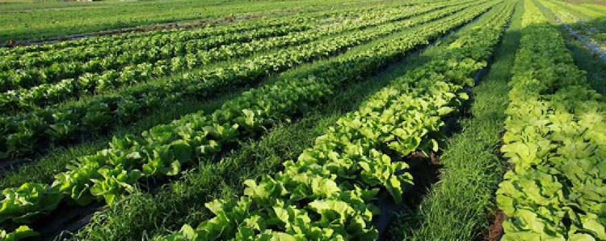 Riverstone Organic Farm