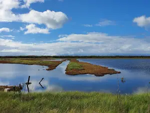 Pukorokoro Shorebird Centre