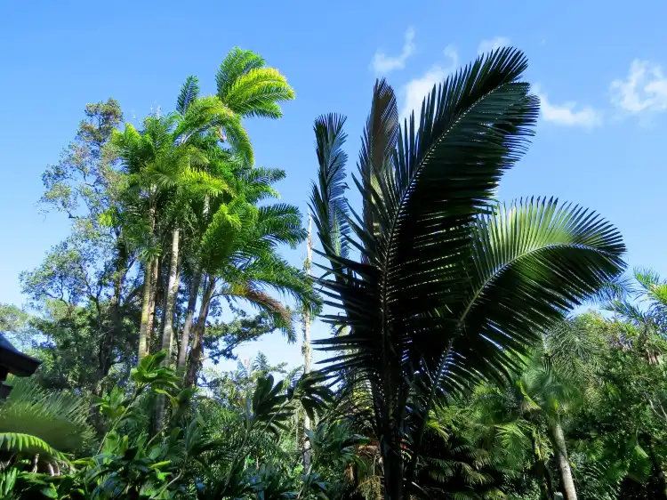 Hotel dekat Panaewa Rainforest Zoo and Gardens