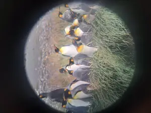 Parque Pinguino Rey