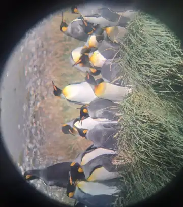 智利麥哲倫-智利南極大區的民宿