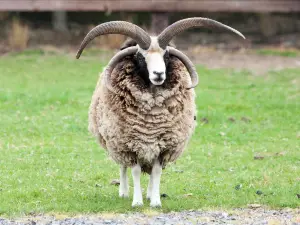 Kildare Farm Foods, Open Farm & Shop