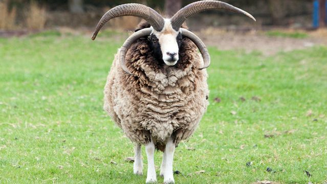 Kildare Farm Foods, Open Farm & Shop