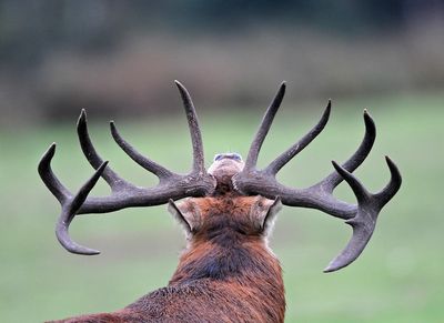 RSPB Minsmere