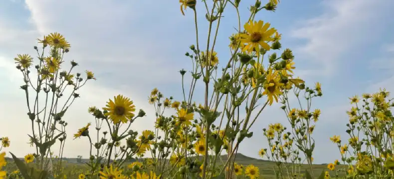 Hotels in Clay County