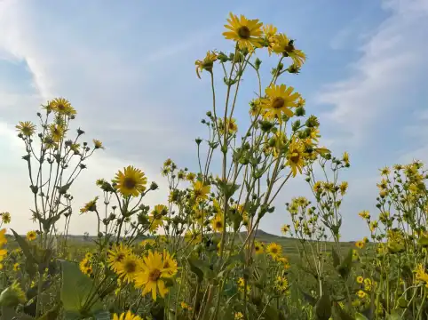 Best Western Properties in Clay County