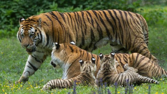 Feline Park