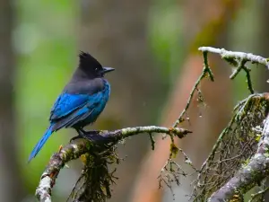 Alaska Rainforest Sanctuary