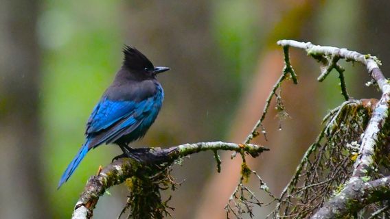 Alaska Rainforest Sanctuary