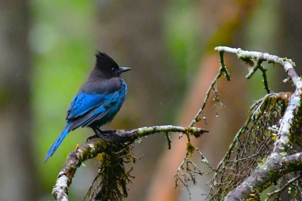 Alaska Rainforest Sanctuary