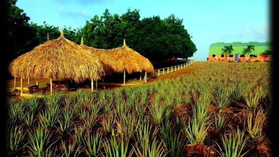 The Aloe Vera Farm Curaçao