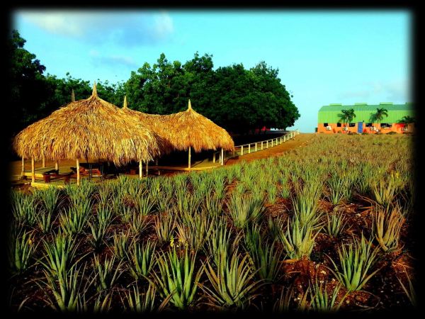 The Aloe Vera Farm Curaçao