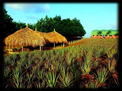The Aloe Vera Farm Curaçao