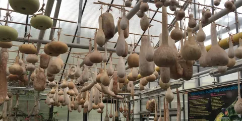 Gewaechshaus fur tropische Nutzpflanzen