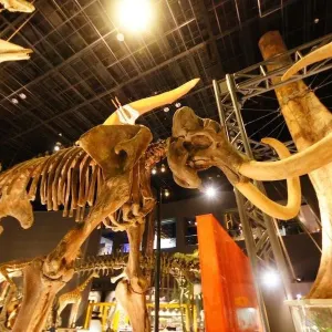 神奈川県立生命の星・地球博物館