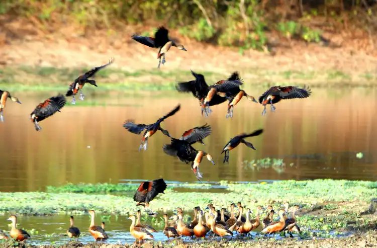 Hotels near Bundala National park