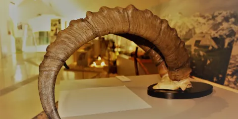 Slovenian Alpine Museum